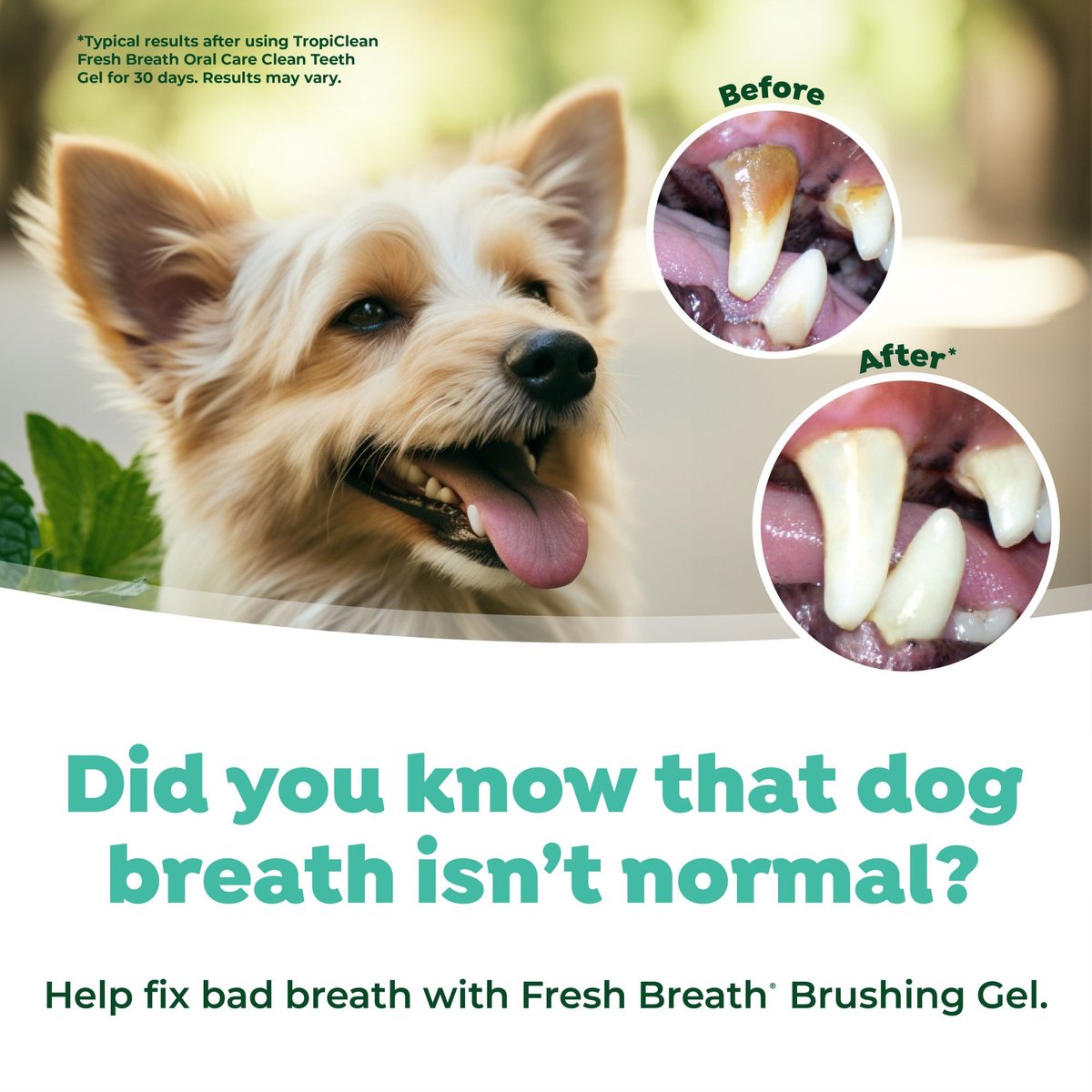 TropiClean Fresh Breath Brushing Dog Dental Gel