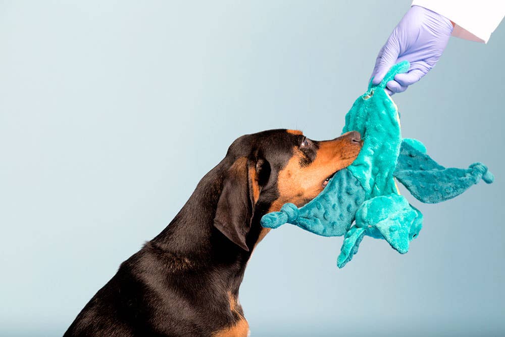 BARK Dog Dingbert the Dragon Toy