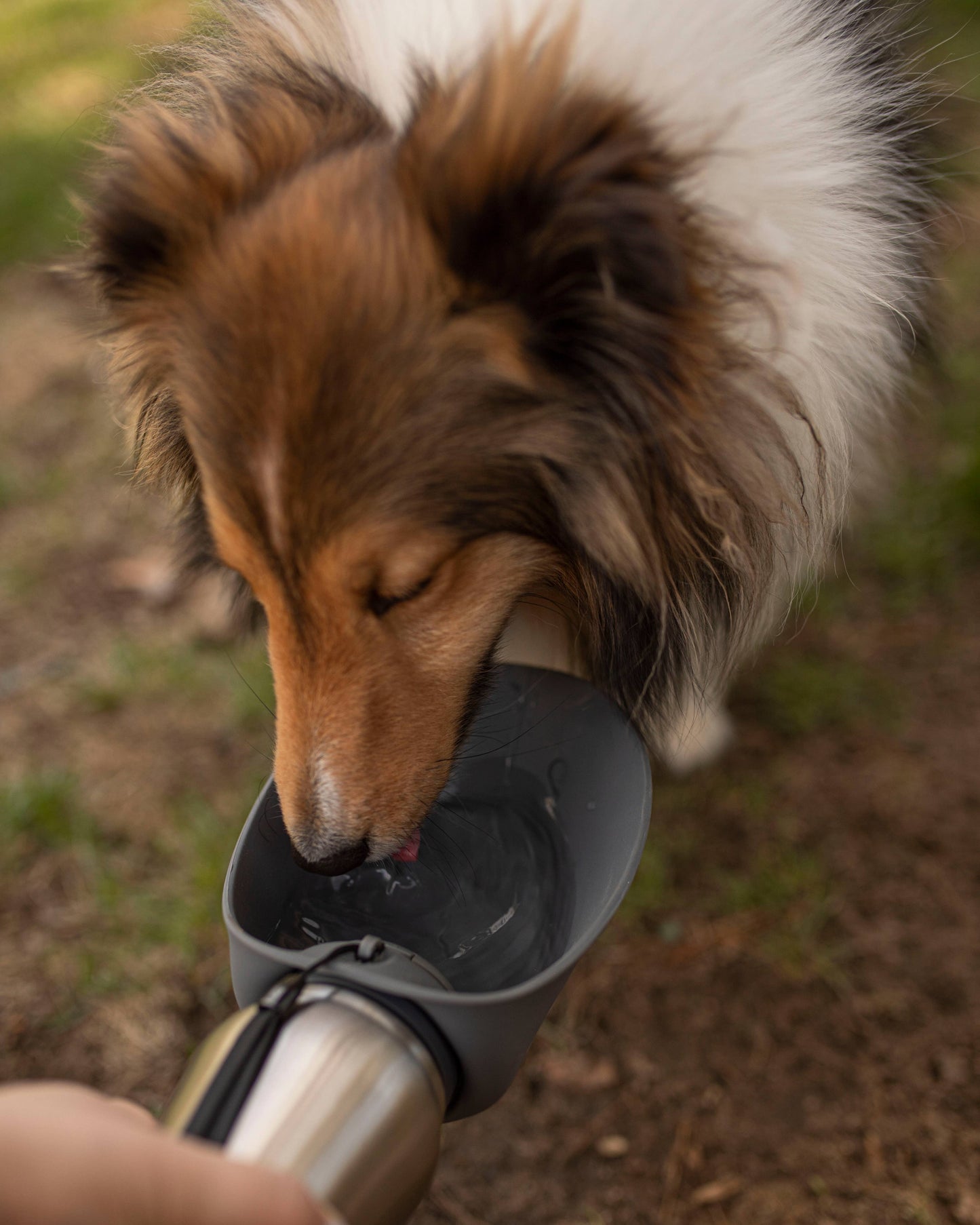 Messy Mutts Dog Stainless w/Silicone Travel Water Bottle
