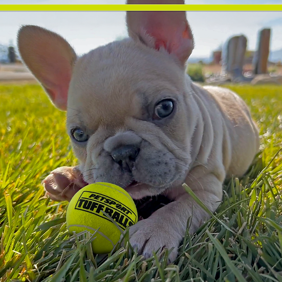 PetSport Jr. Tuff Ball