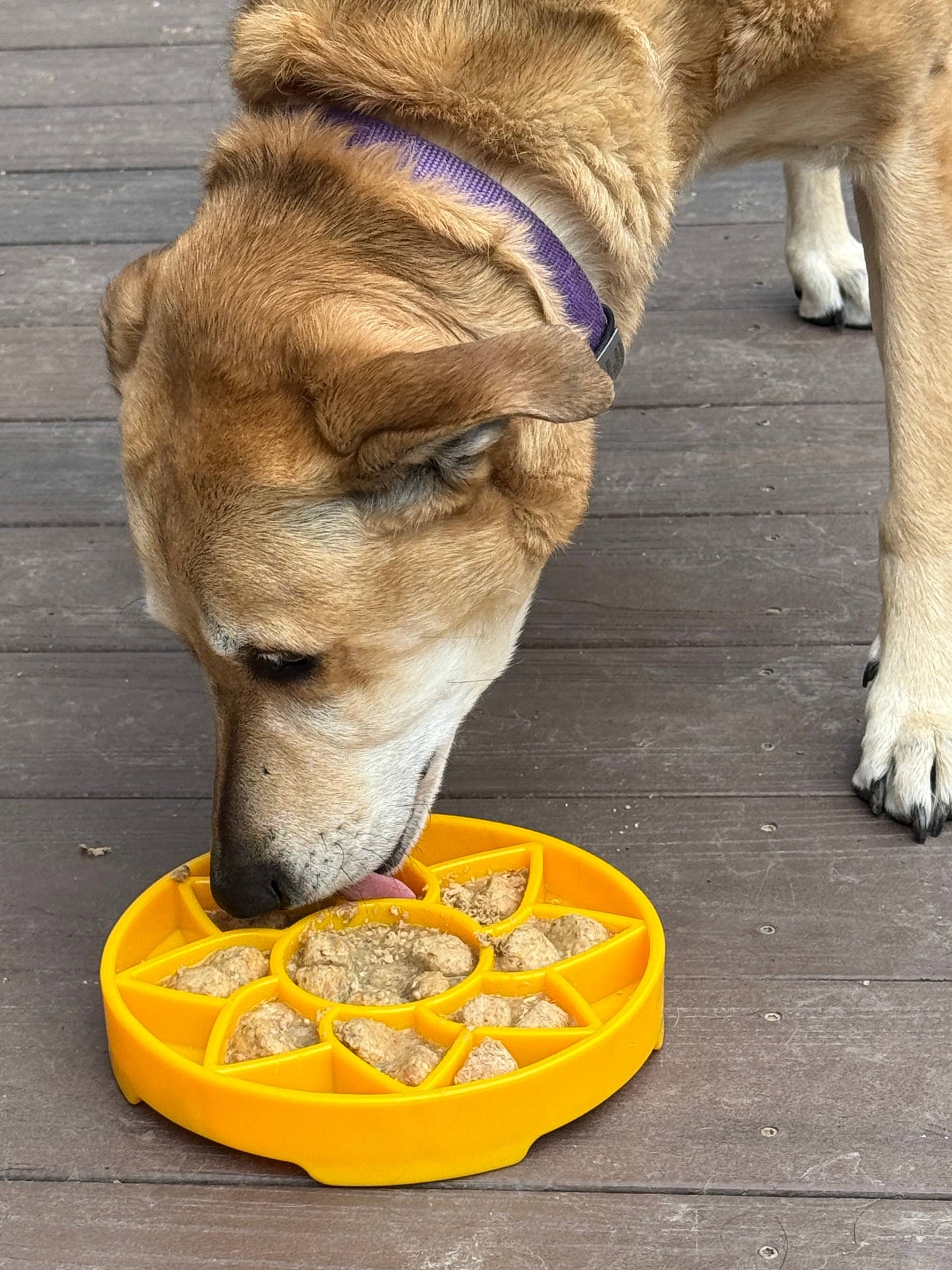 SodaPup Slow Feeder Tray, Sunflower