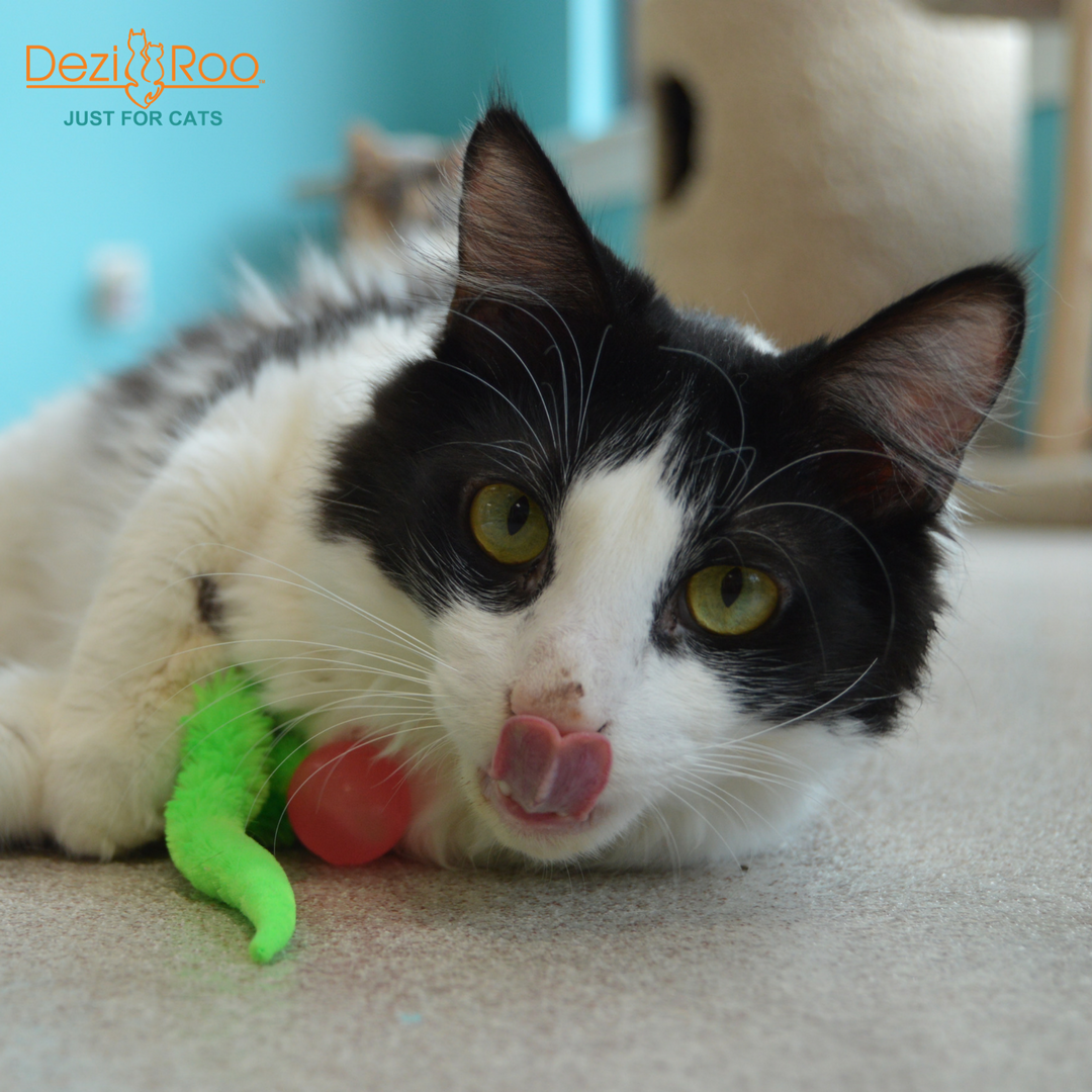 Dezi & Roo Cat Glow in the Dark Cat Toy