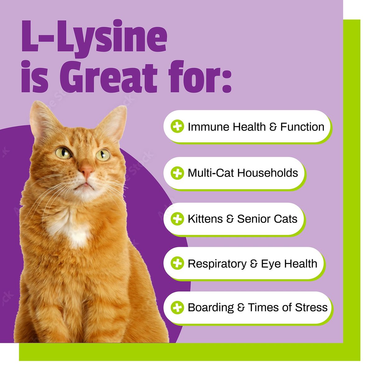 Pet Naturals Cat L-Lysine Chews, 60 count