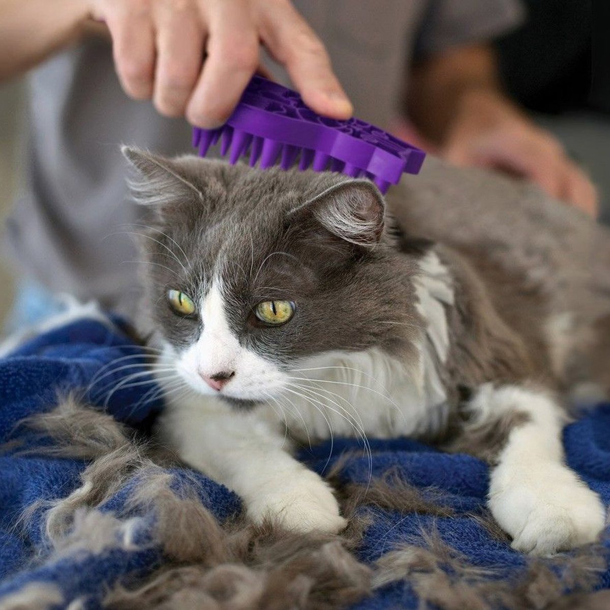KONG Cat ZoomGroom Multi-Use Brush