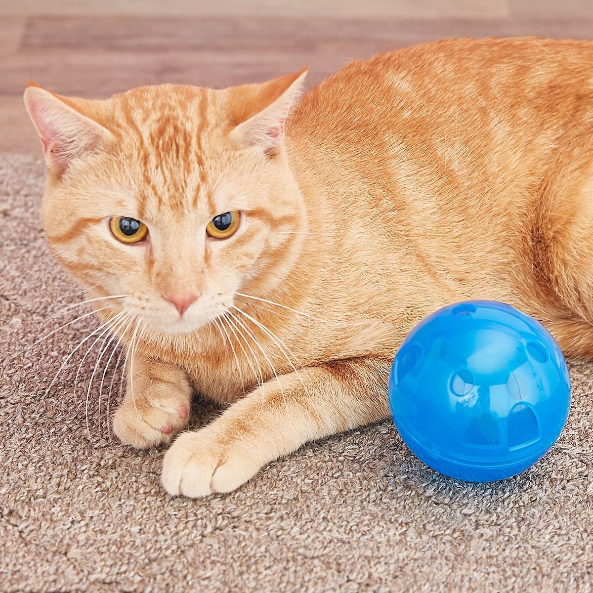PetSafe SlimCat Interactive Cat Feeder