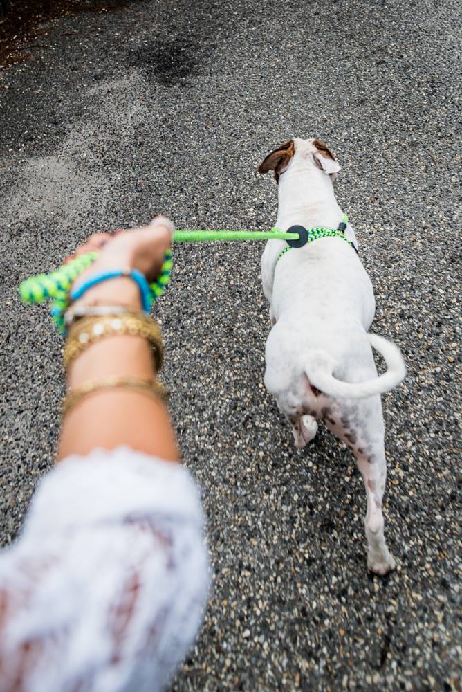 Harness Lead Dog Anti Pull Reflective Harness, Peacock (Blue/Lime)