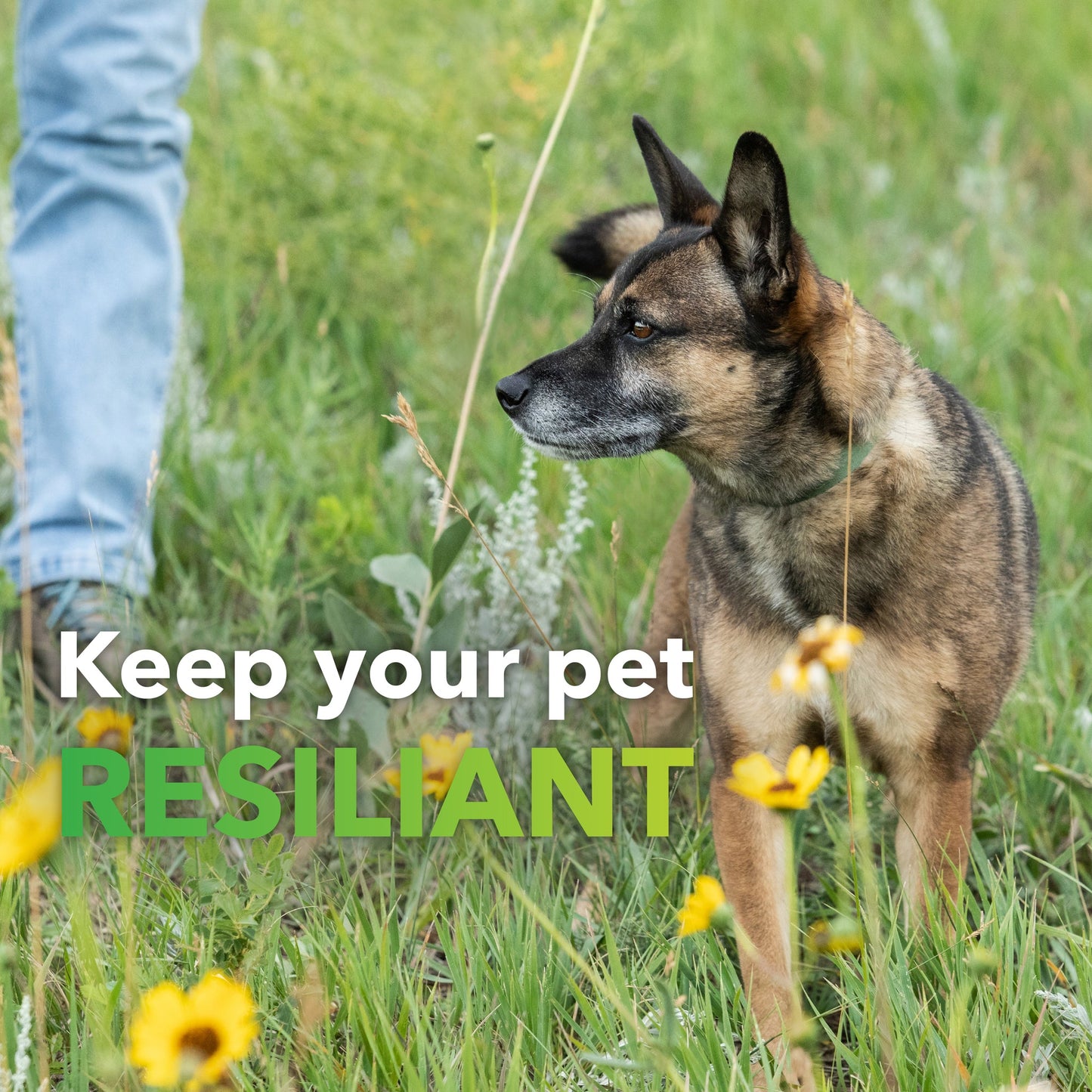 InClover Allergy Supplement for Dogs and Cats