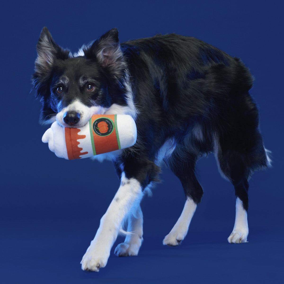 Bark! Whipped Pumpkin Latte