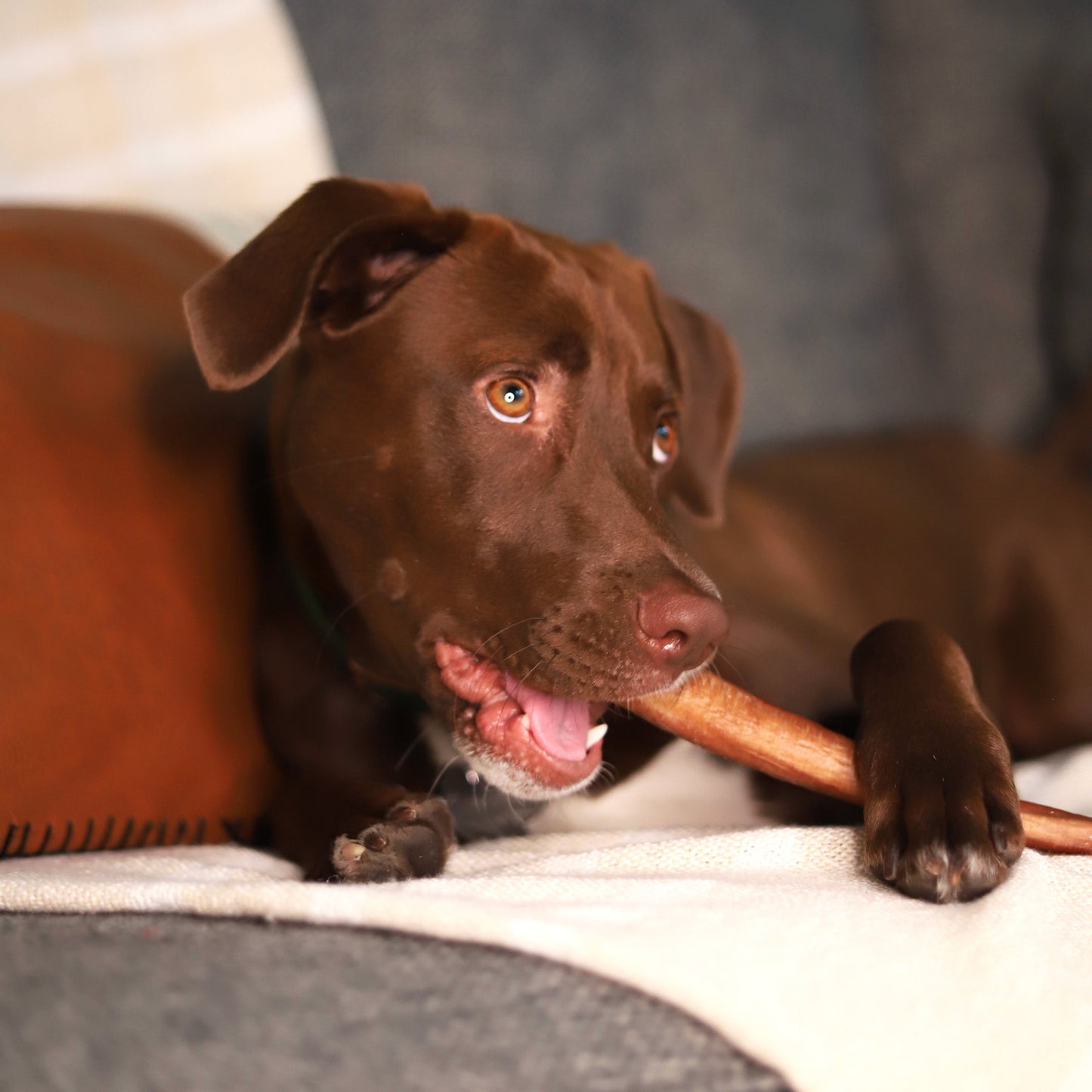 Super Snouts Dog Stash Jumbo Bully Stick Treat