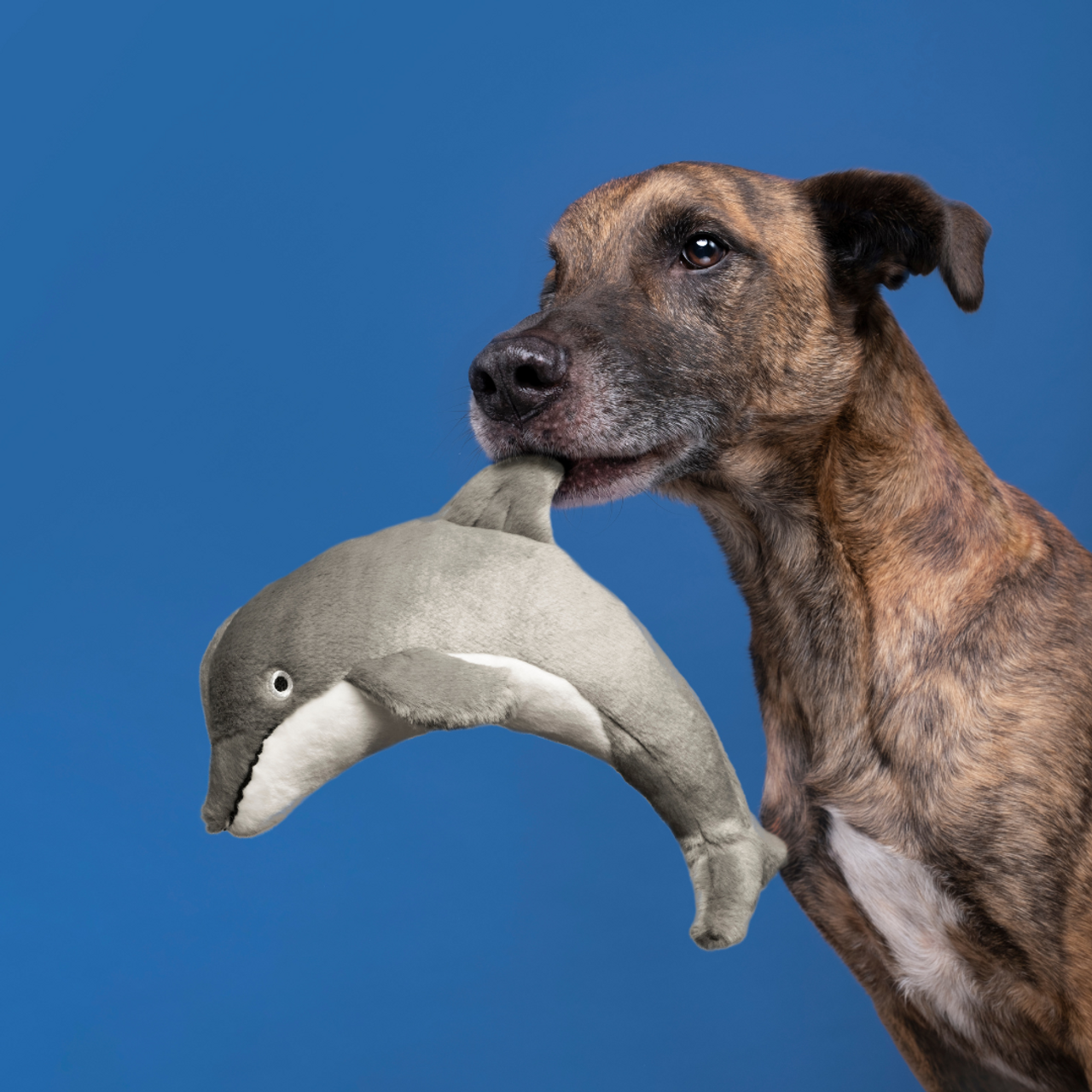 Fluff & Tuff "Danny" - Dolphin Plush Dog Toy (discontinued)