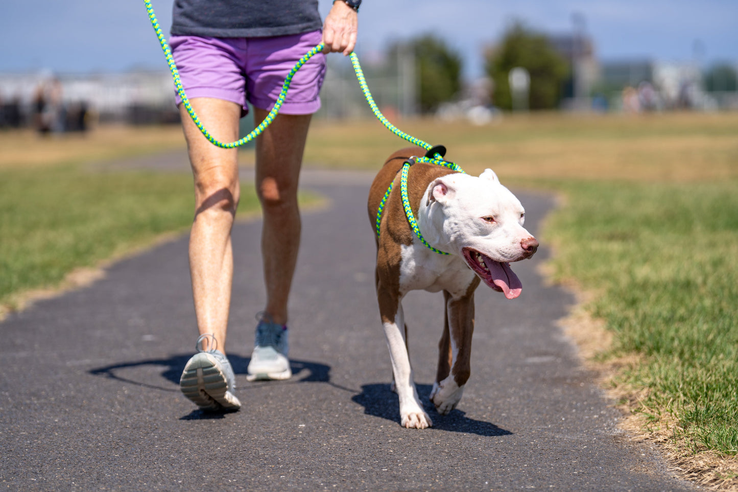 Harness Lead Dog Anti Pull Reflective Harness, Peacock (Blue/Lime)