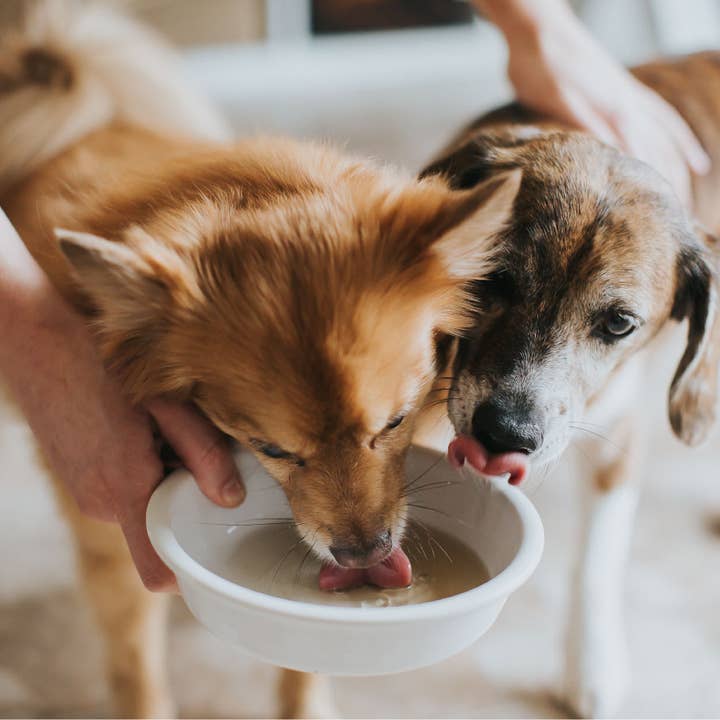 Crude Carnivore Turkey Bone Broth for Dogs and Cats