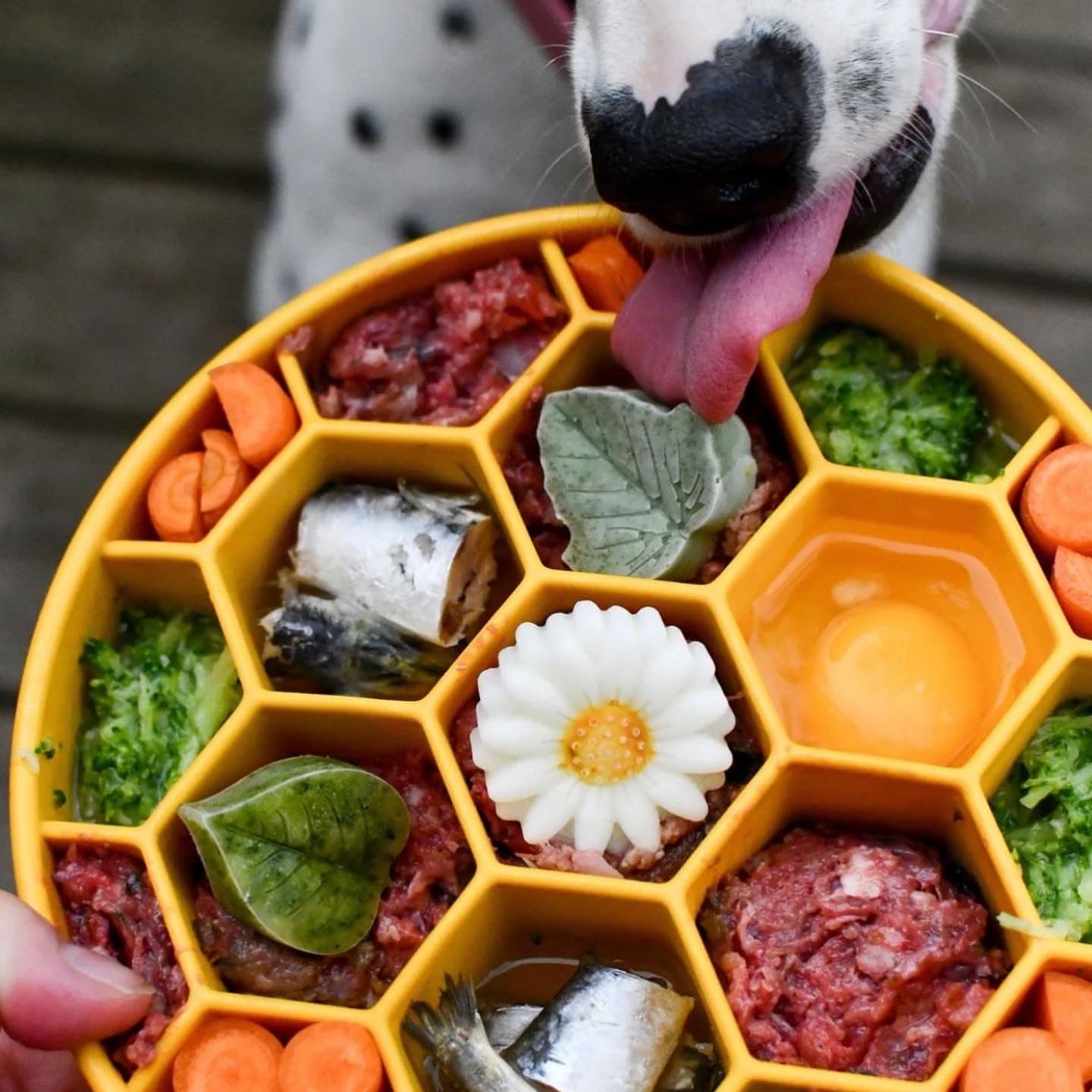SodaPup Enrichment Slow Feeder Bowl, Honeycomb