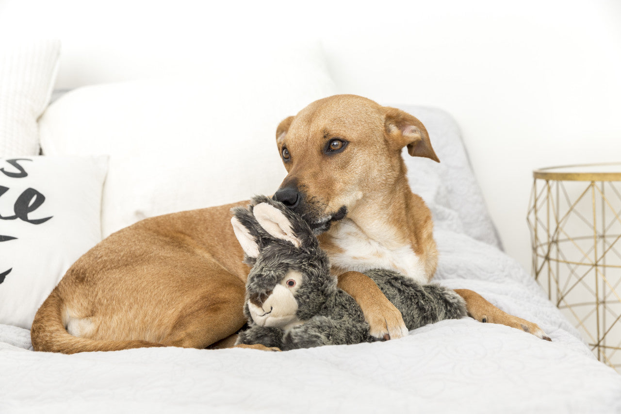 Fluff & Tuff "Walter Wabbit" - Plush Dog Toy