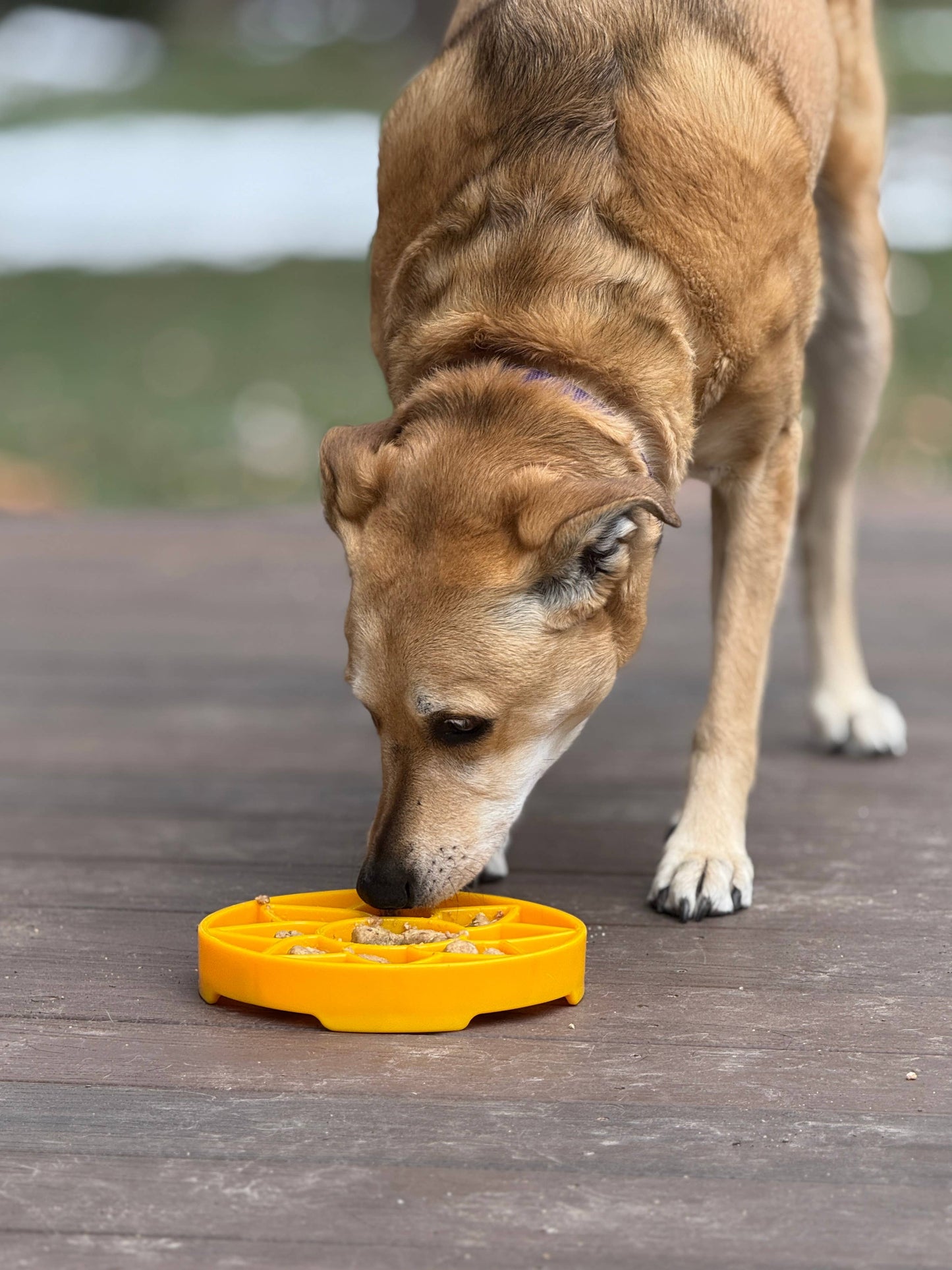 SodaPup Slow Feeder Tray, Sunflower