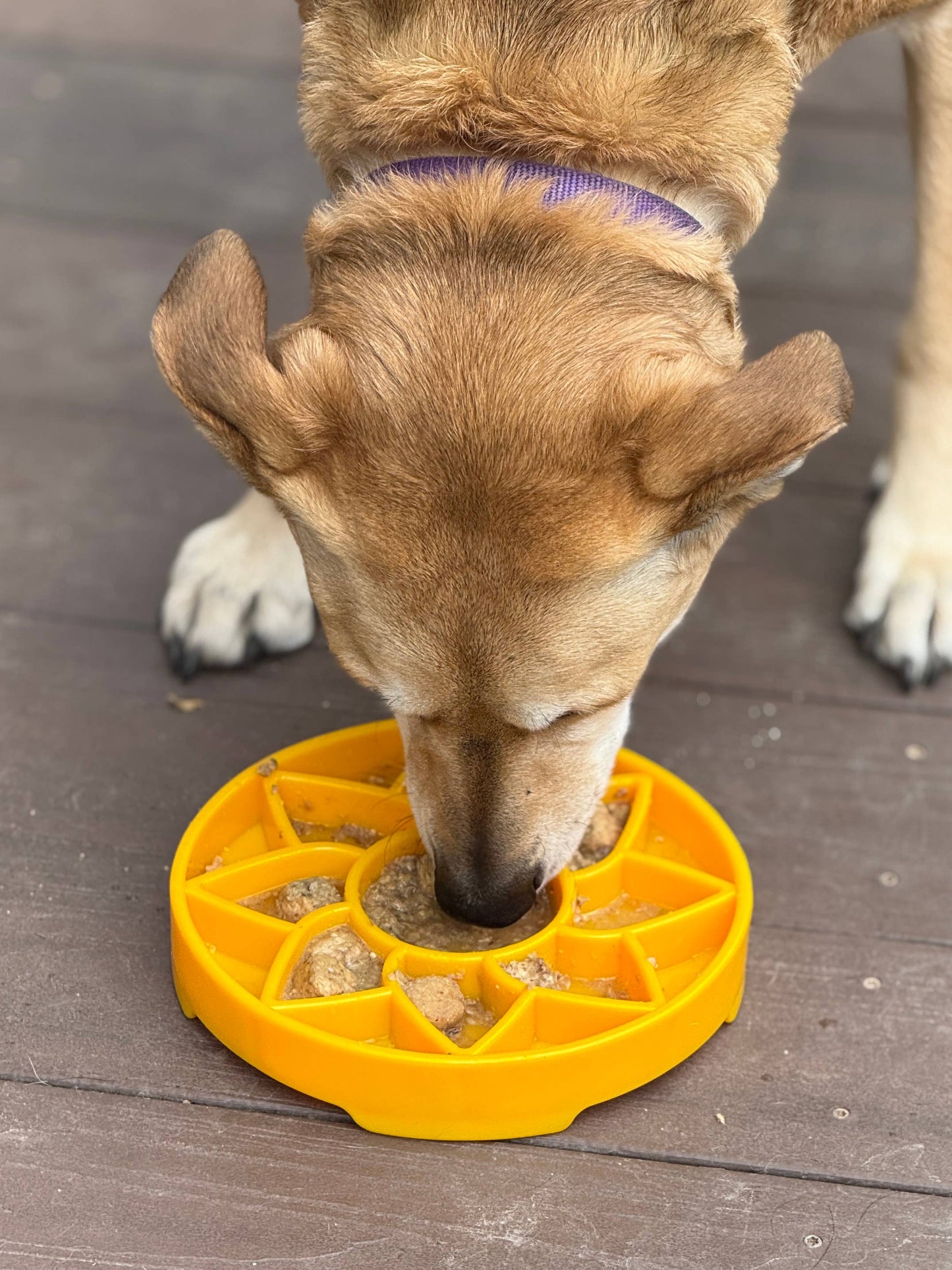 SodaPup Slow Feeder Tray, Sunflower