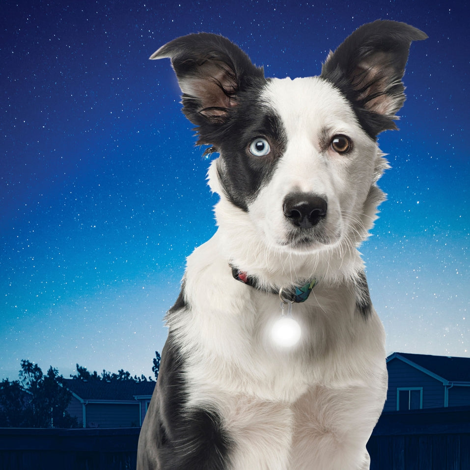 Nite Ize SpotLit LED Collar Safety Light - White