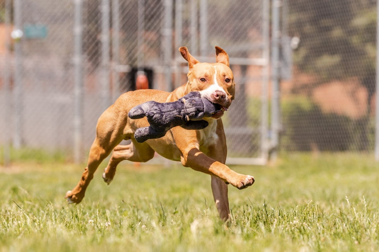 Fluff & Tuff "Helga" - Hippo Plush Dog Toy