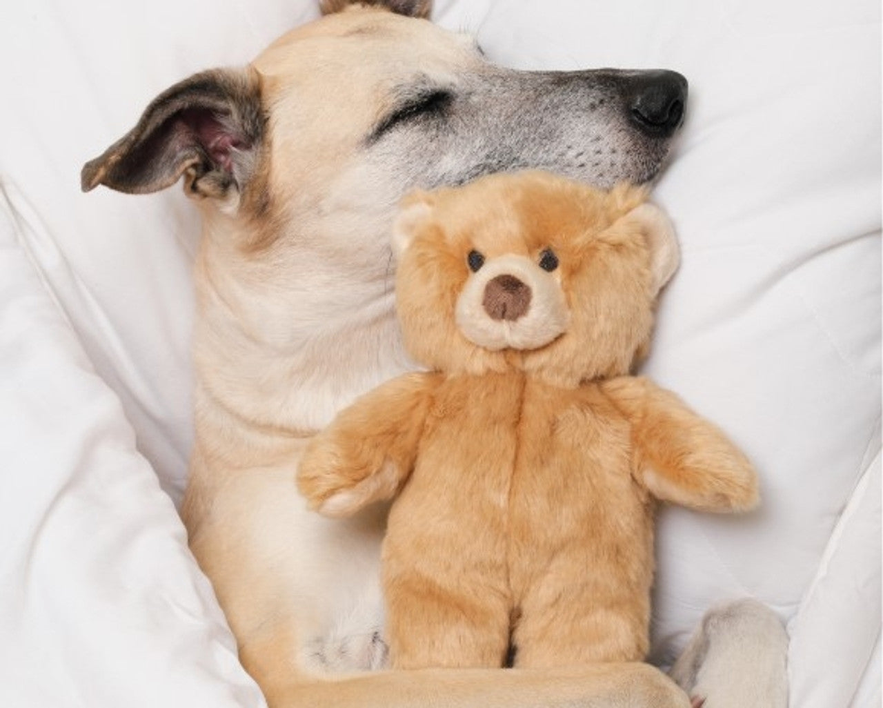 Fluff & Tuff "Mr. Honey" - Bear Plush Dog Toy