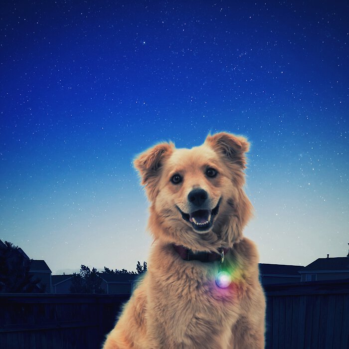 Nite Ize SpotLit LED Disc-O Collar Safety Light