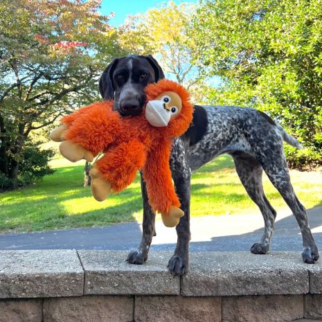 Tall Tails Dog Orangutan Rope Body Toy