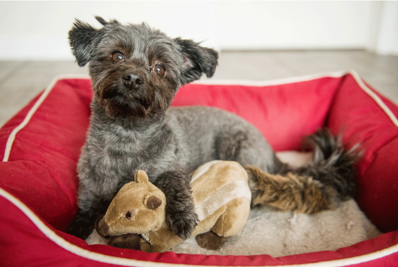 Fluff & Tuff "Peanut" - Chipmunk Plush Dog Toy