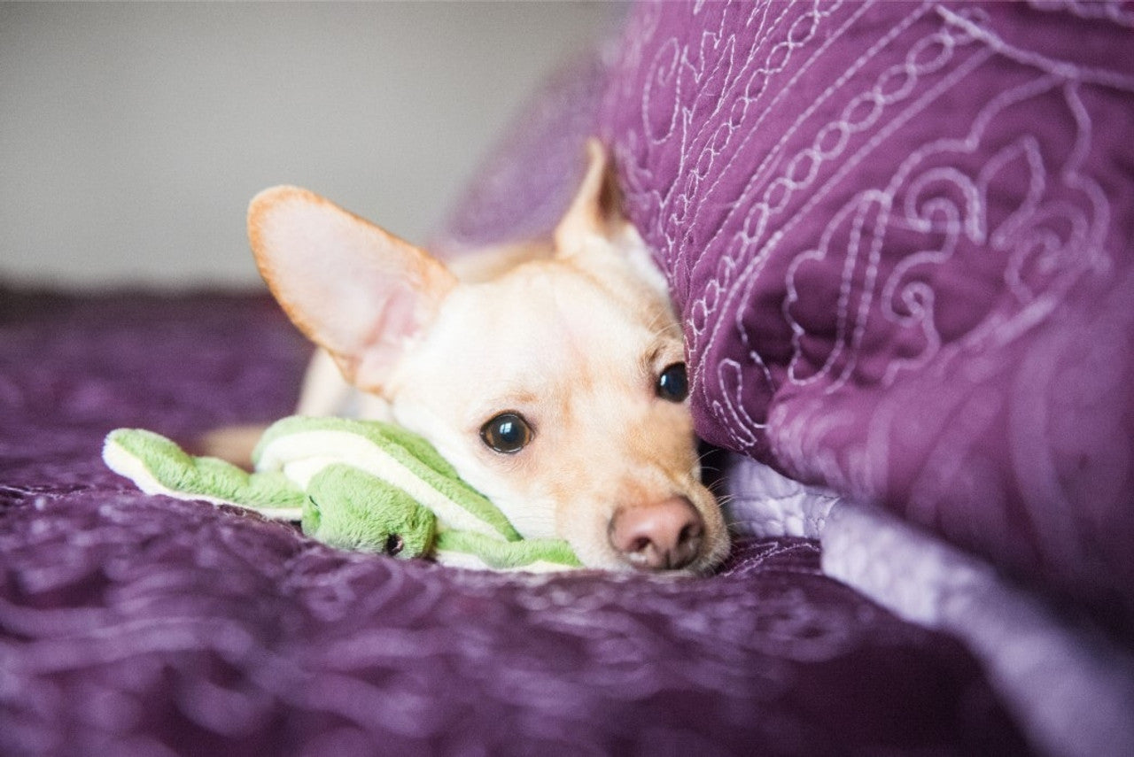Fluff & Tuff "Shelly" - Turtle Plush Dog Toy