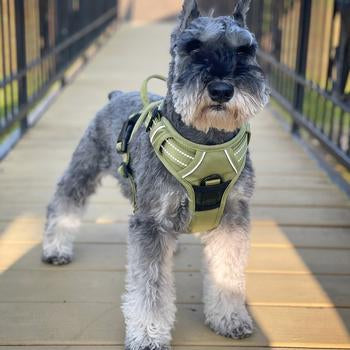 Venture Paw Dog Harness - Aspen