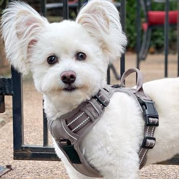 Venture Paw Dog Harness - Dried Sage