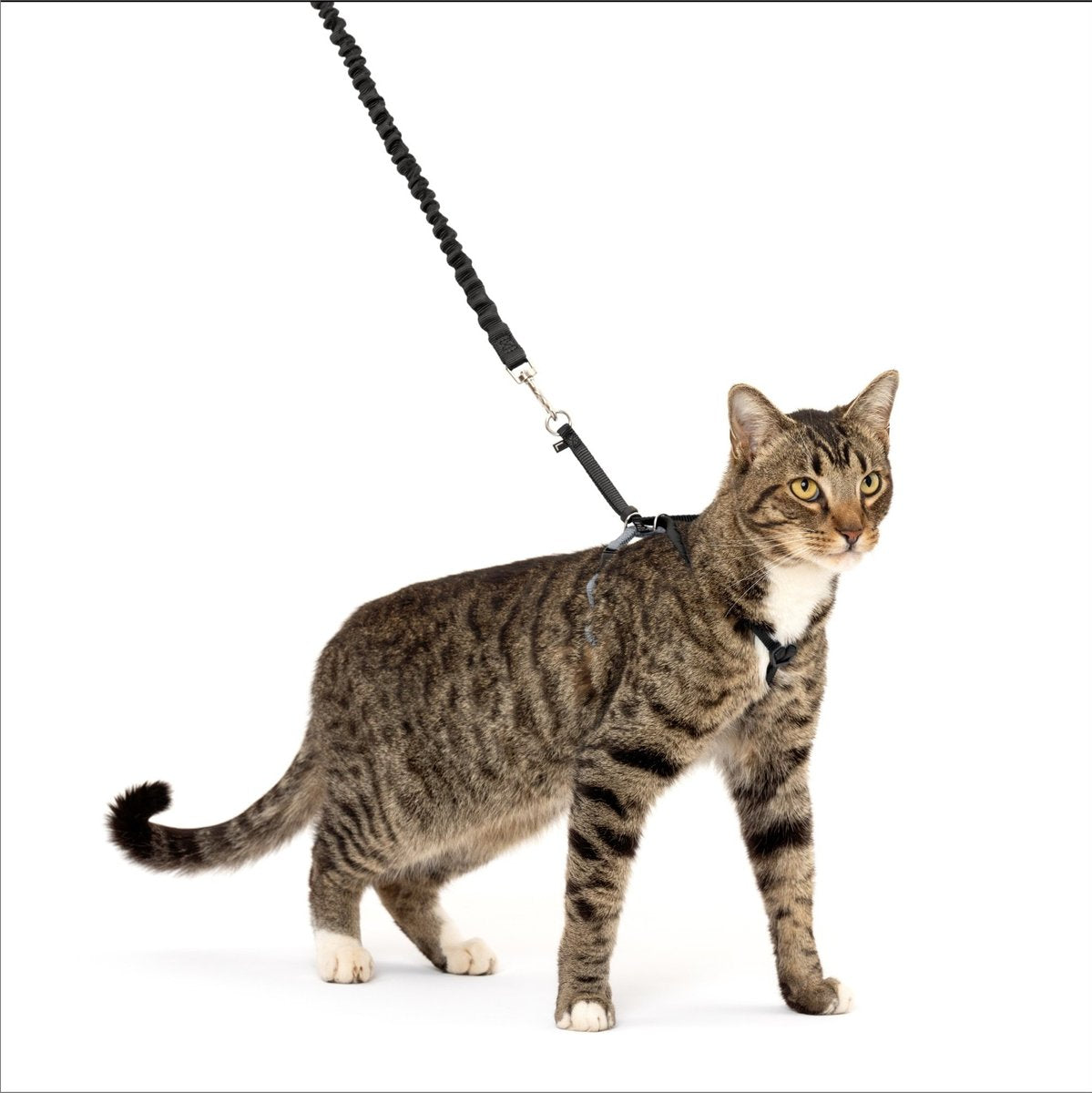 PetSafe Come With Me Kitty Harness and Bungee Cat Leash, Black/Silver