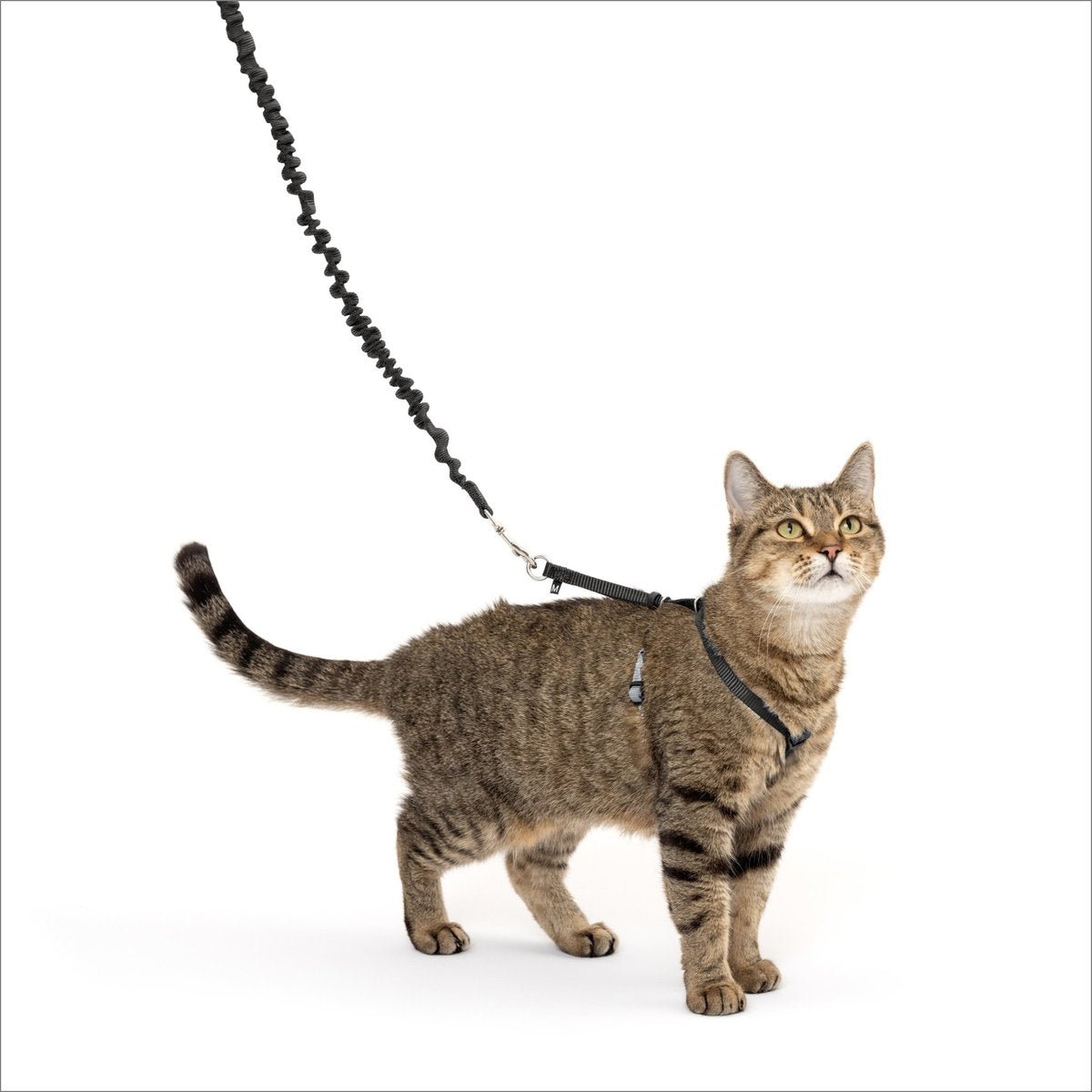 PetSafe Come With Me Kitty Harness and Bungee Cat Leash, Black/Silver