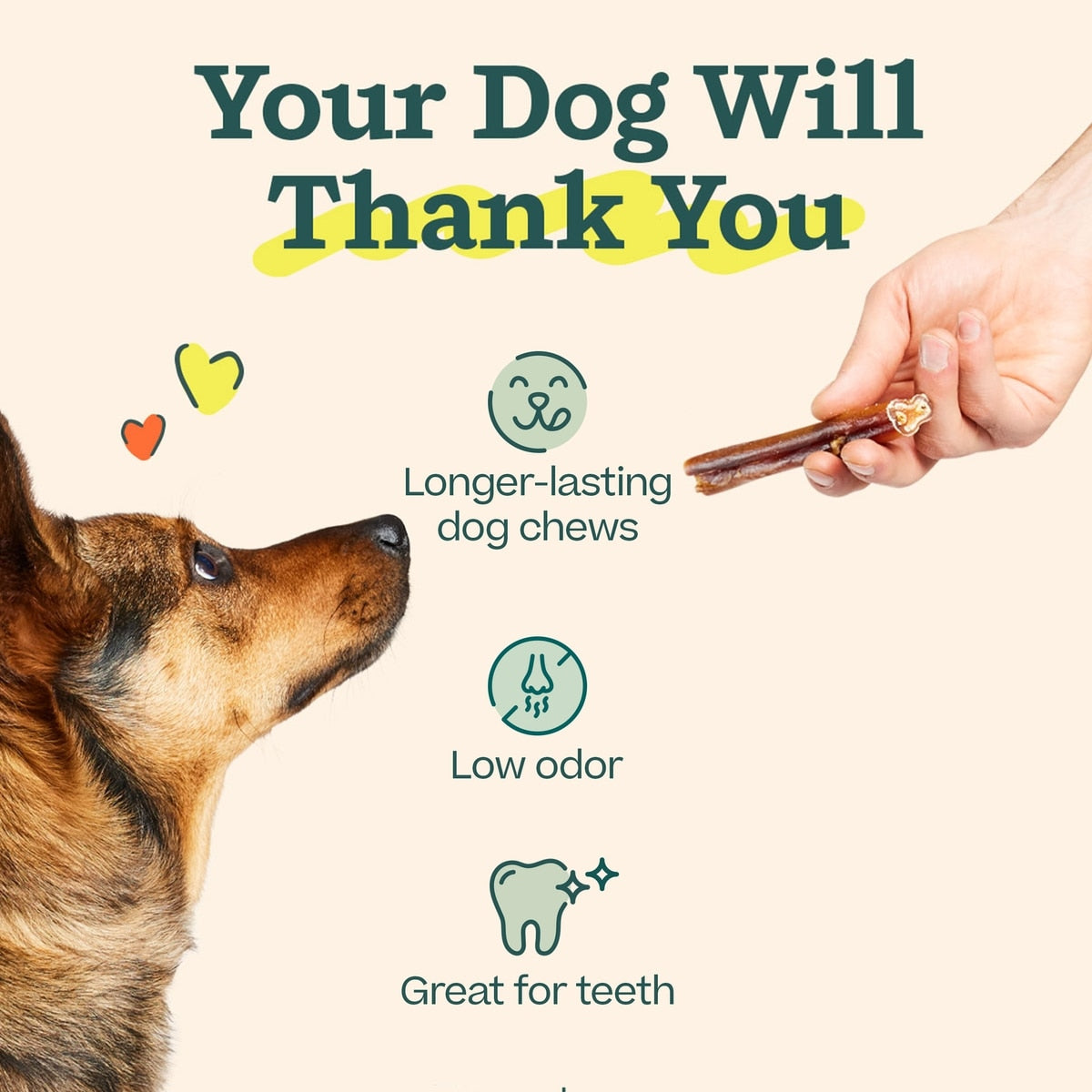 Woof BullySafe & 6-inch Bully Stick Dog Treats, 5 count