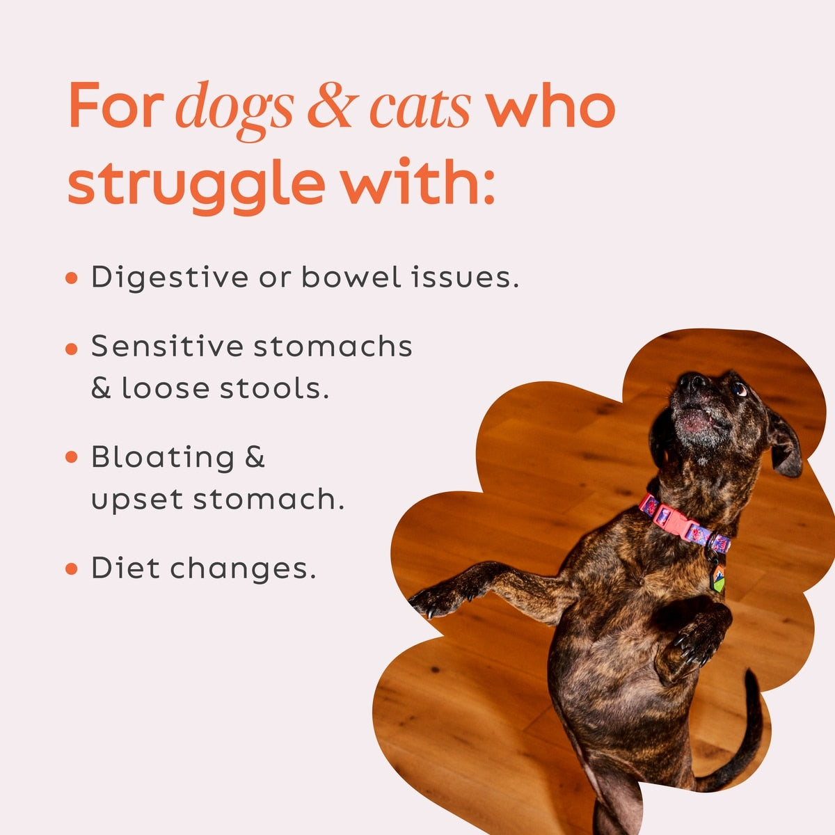 Diggin' Your Dog Firm Up! Pumpkin Digestive Aid Powder Supplement for Dogs & Cats