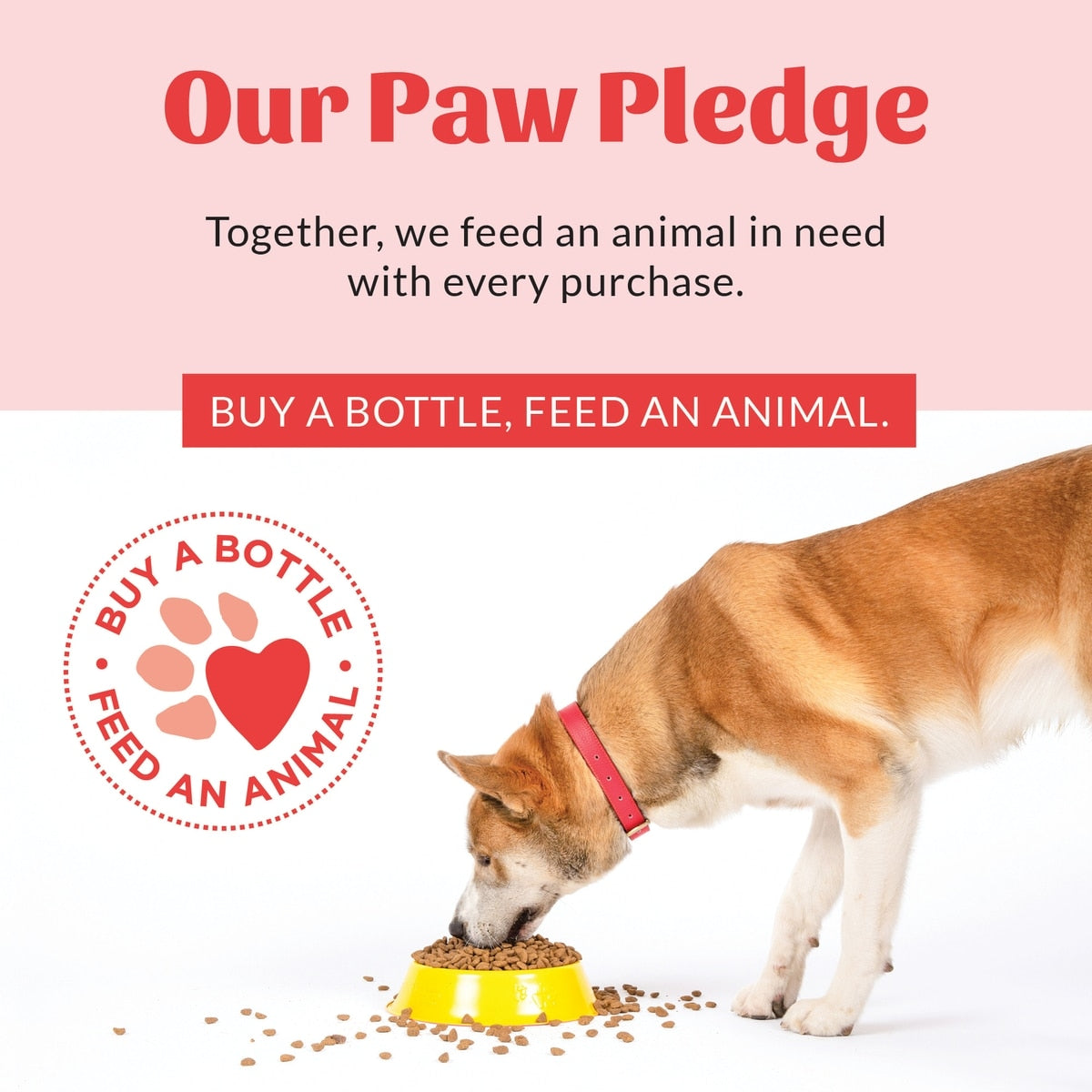 Skout's Honor Probiotic Honeysuckle Pet Shampoo & Conditioner