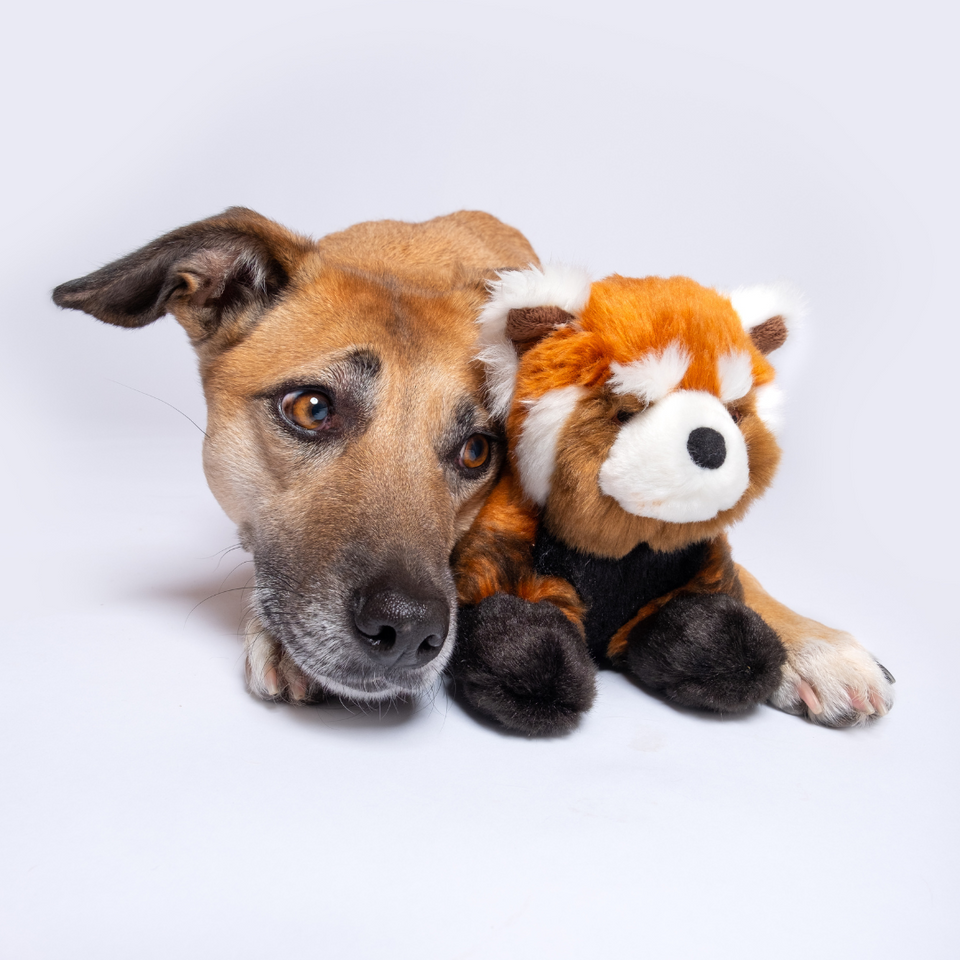 Fluff & Tuff "Archie" - Red Panda Plush Dog Toy