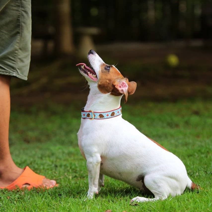 Up Country Hedgehog Dog Collar