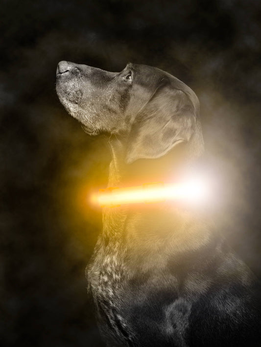 Mighty Paw LED Dog Collar