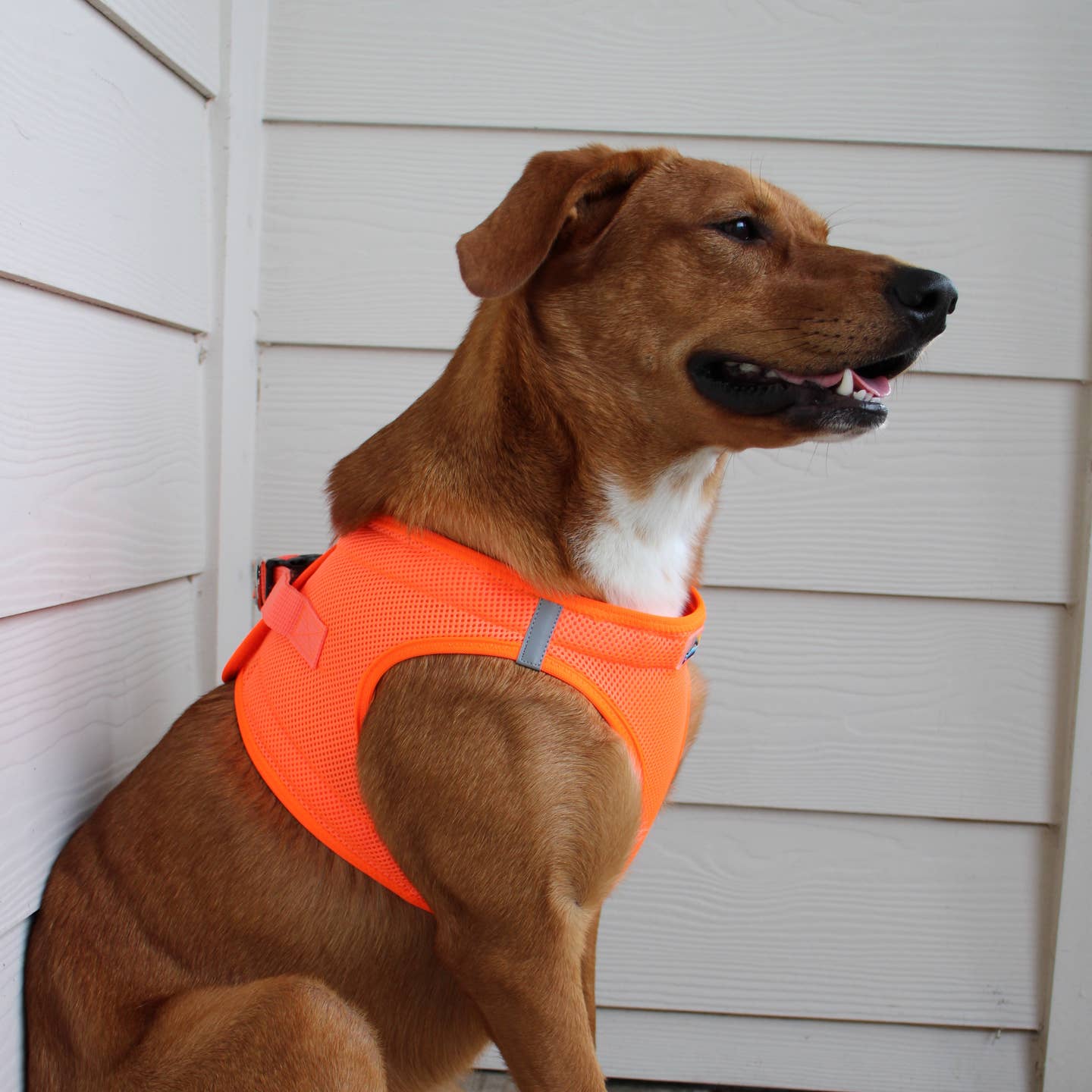 Doggie Design American River Solid Dog Harness, Hunter Orange