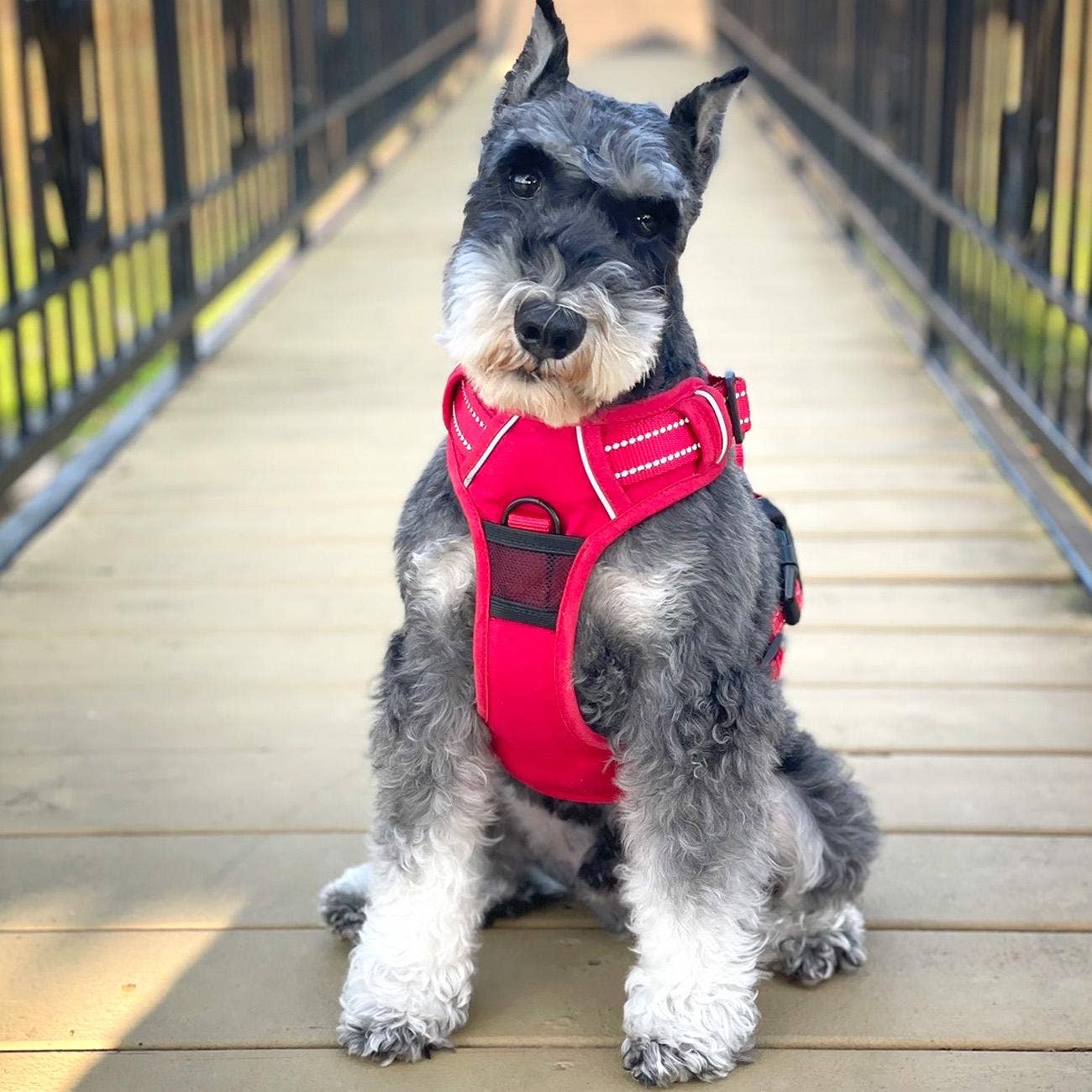Venture Paw Dog Harness - Crimson