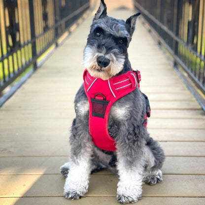 Venture Paw Dog Harness - Crimson