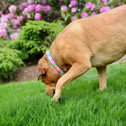 Up Country Pink Madras Dog Collar