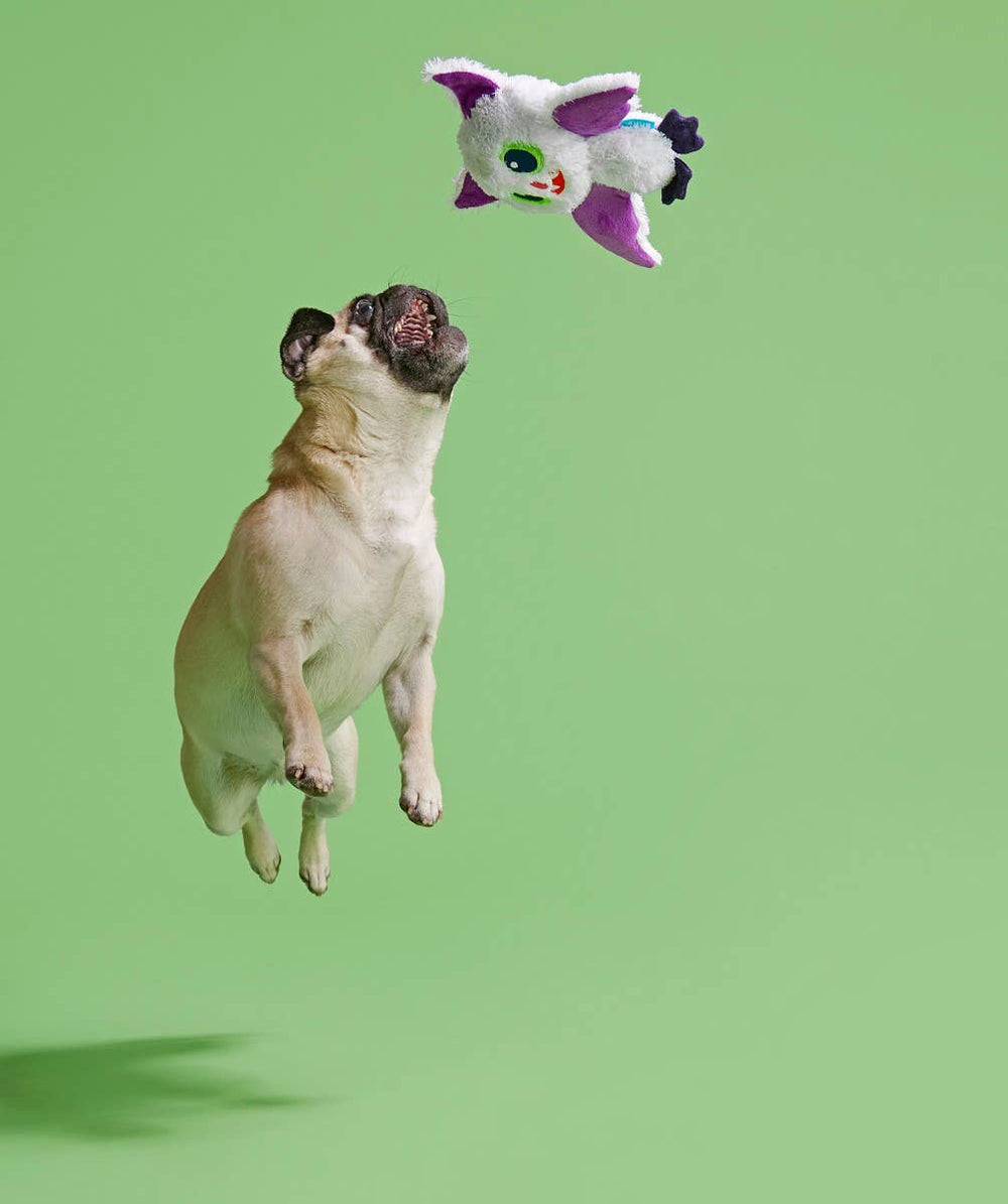 BARK Dog Sweet Fang Toy