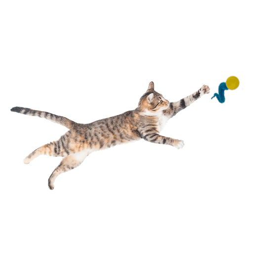 Dezi & Roo Cat Wiggly Ping Ball Toy