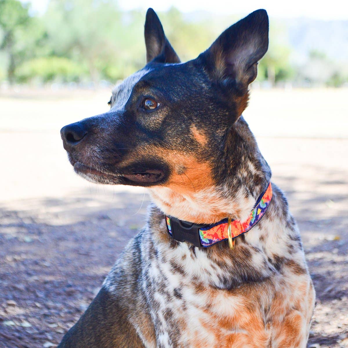 Up Country Feelin' Groovy Dog Collar