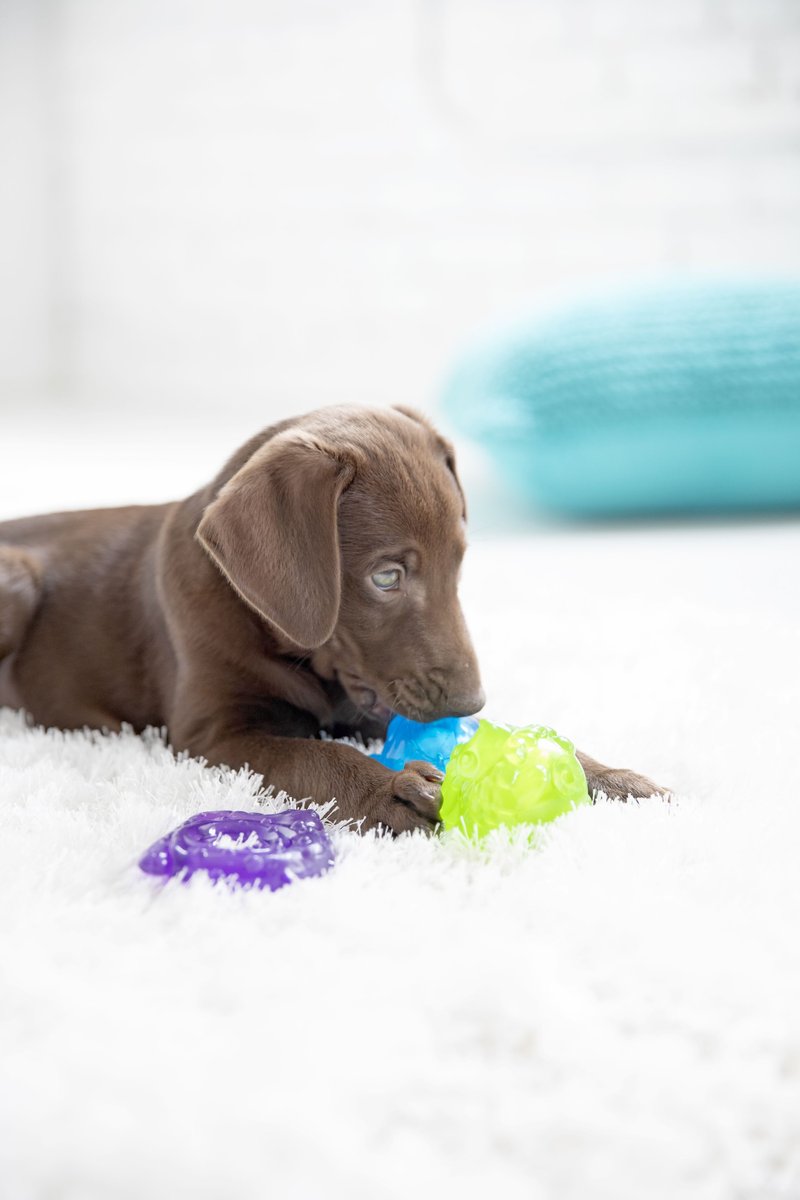 JW Pet Puppy Teether Butterfly Dog Toy