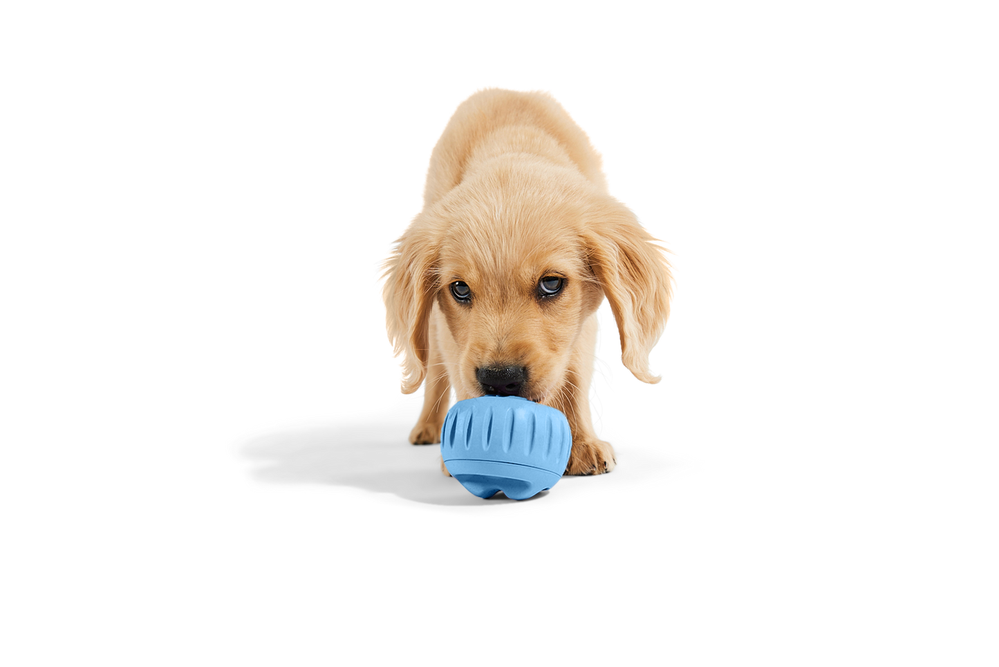 Woof Pupsicle Long Lasting Refillable Dog Treat Dispenser Toy, Blue (Exclusive Color)