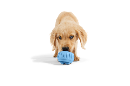 Woof Pupsicle Long Lasting Refillable Dog Treat Dispenser Toy, Blue (Exclusive Color)