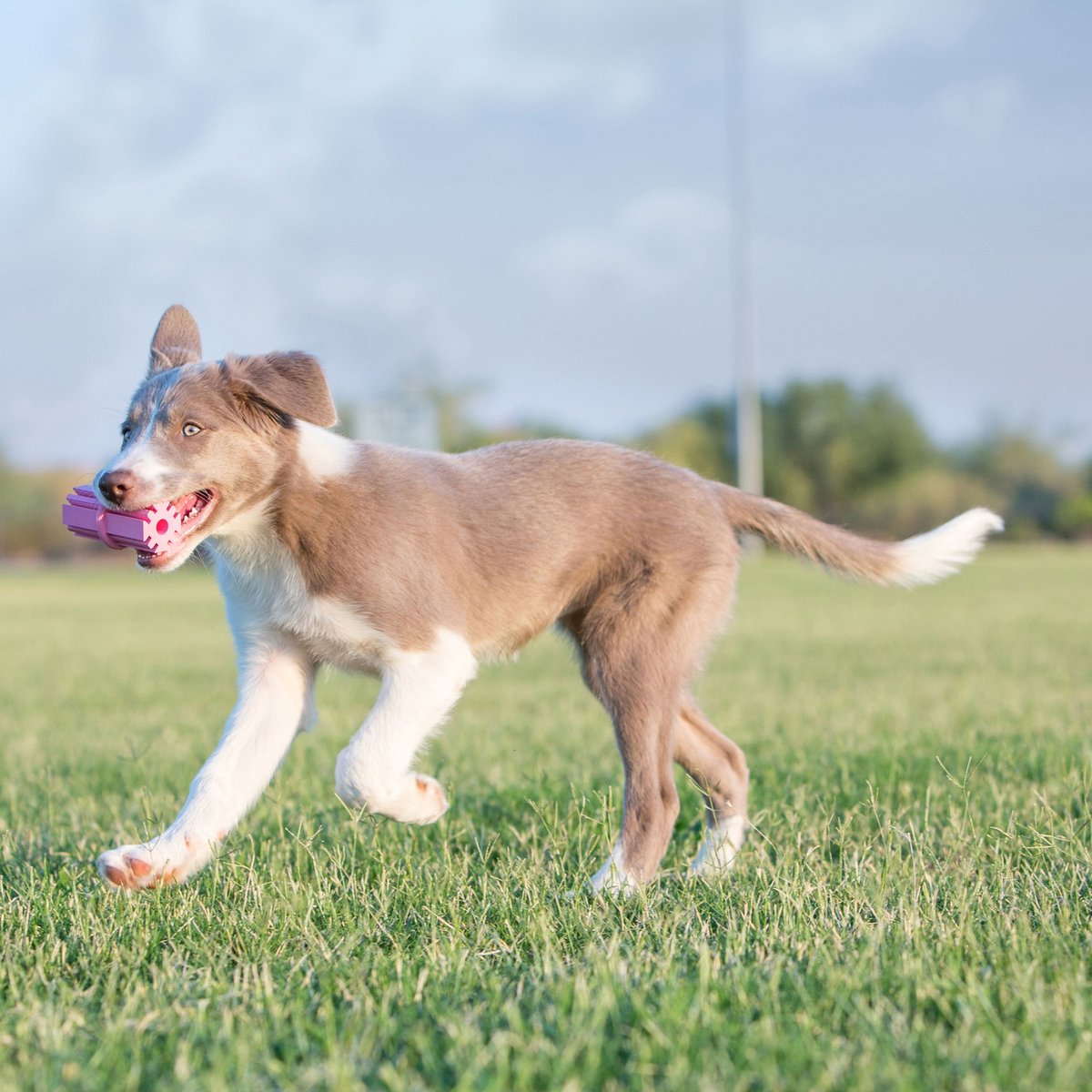 KONG Puppy Teething Stick Toy