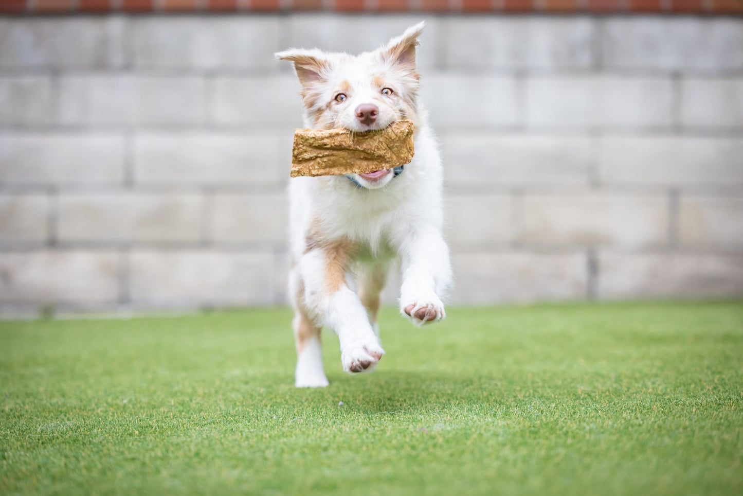 Barking Buddha Dog Peanut Butter Beef Cheek Slice Treat