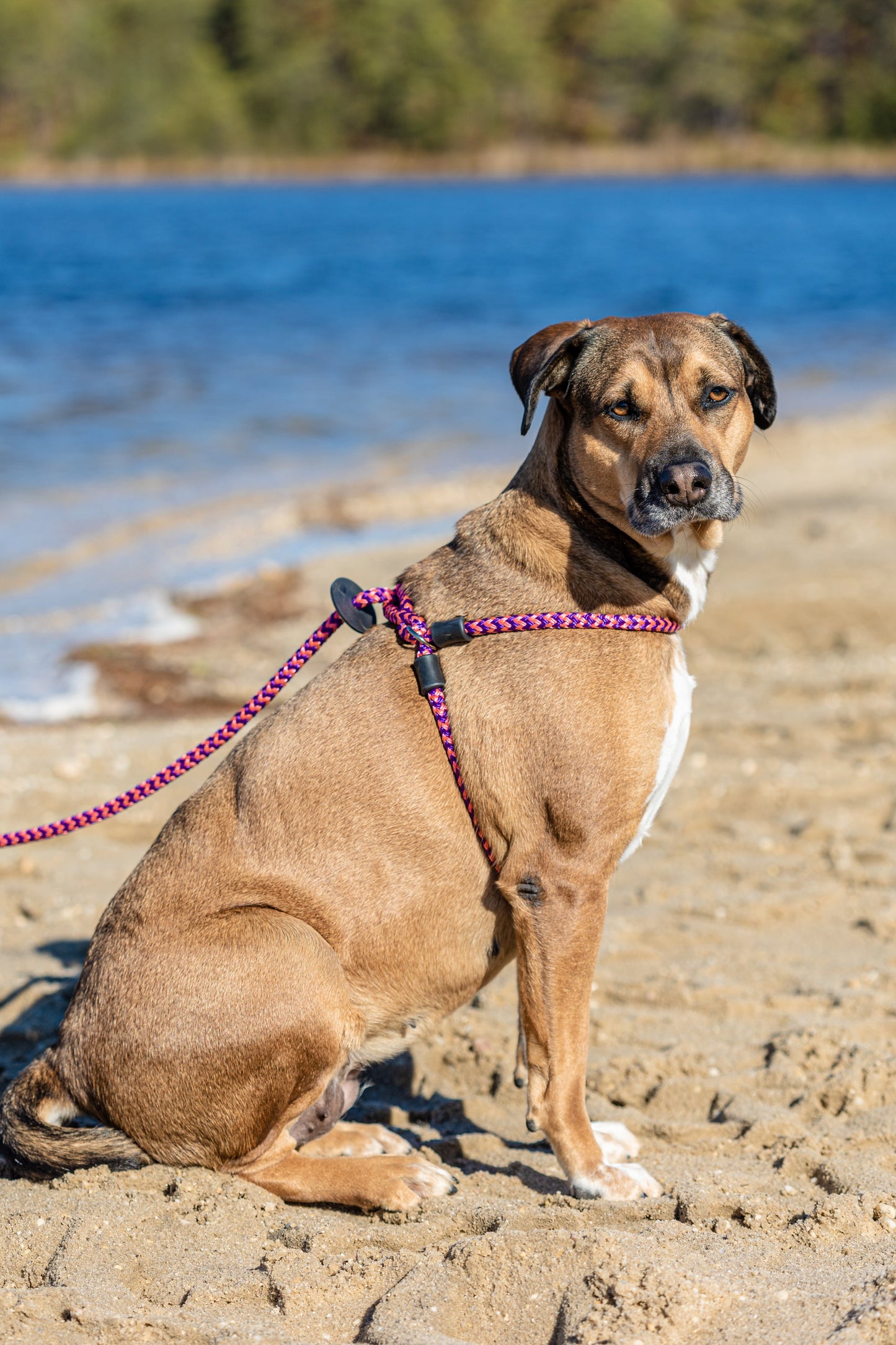 Harness Lead Dog Anti Pull Reflective Harness, Retro (Pink/Purple)